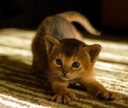 Руся Гуйо | Кемерово