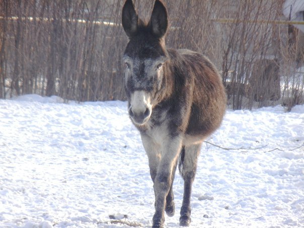 Ирина Мамонова | Новосибирск