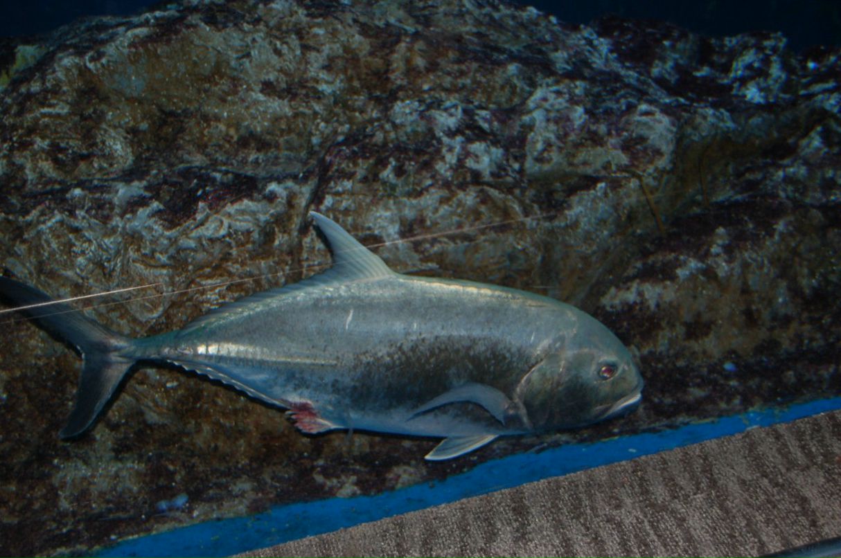 Николай Дмитриков | Ставрополь