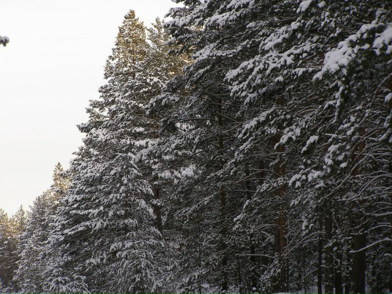 Алексей Друзин | Алатырь