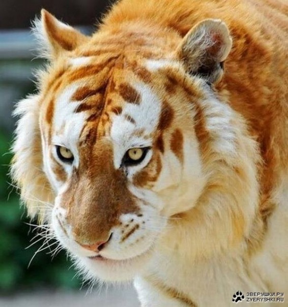 №63, Роман Адеев, 37 лет, Калининград №63, Роман Адеев, 37 лет, Калининград