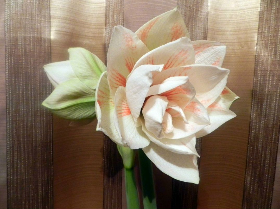 Марина Логиновская | Тула