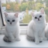 Аватар: Леся Щурова