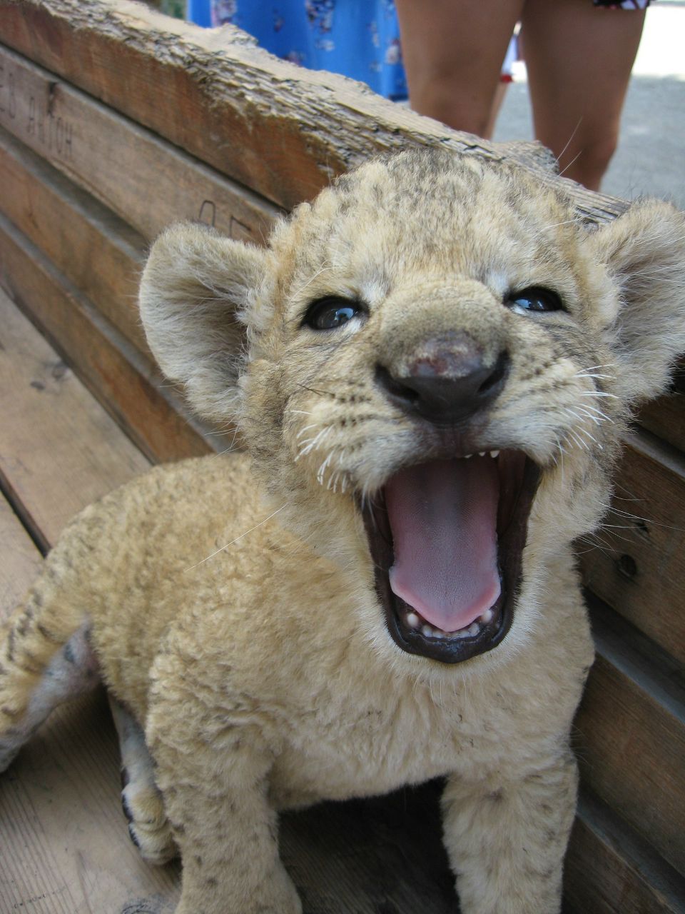 Ксения Малькова | Нижний Новгород