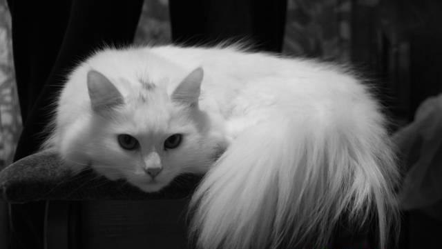 Минар Квито | Гродно