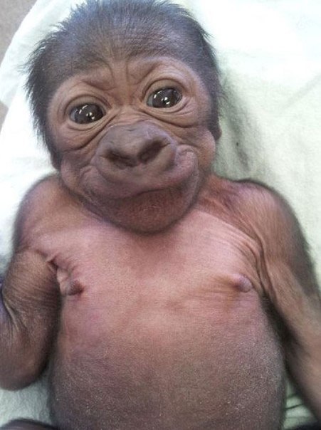 Аня Сорокина 