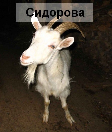 Аня Сидорова | 