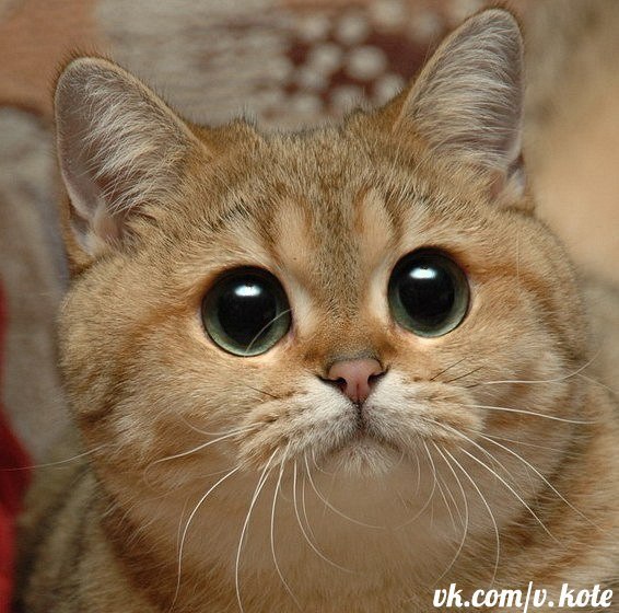 Боря Босов Дмитриевич | Приморско-Ахтарск