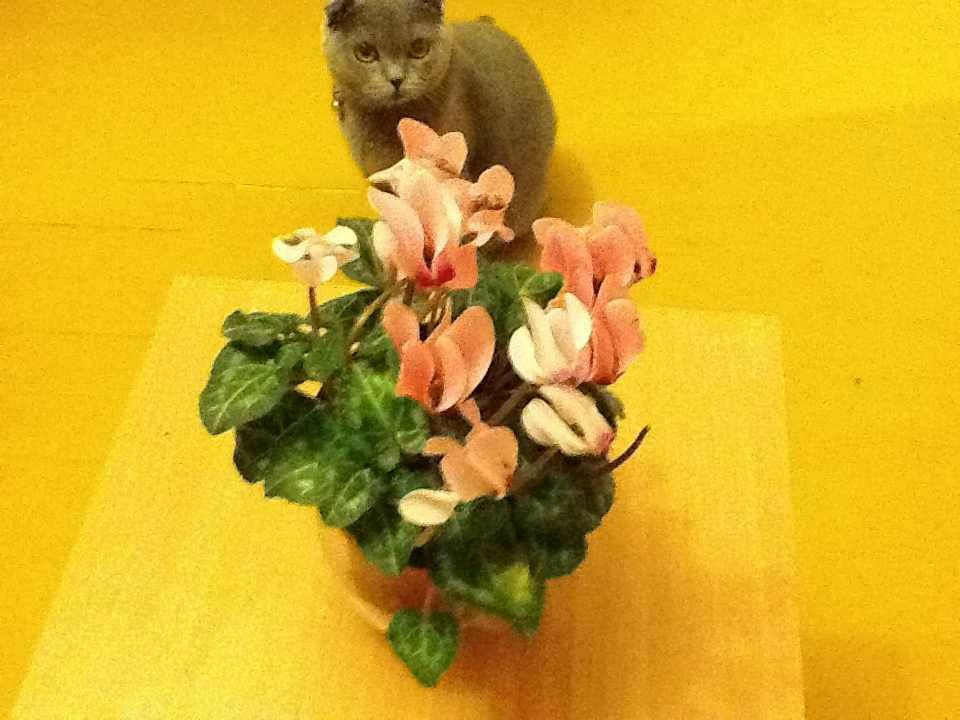 Линочка Уникальночка | 