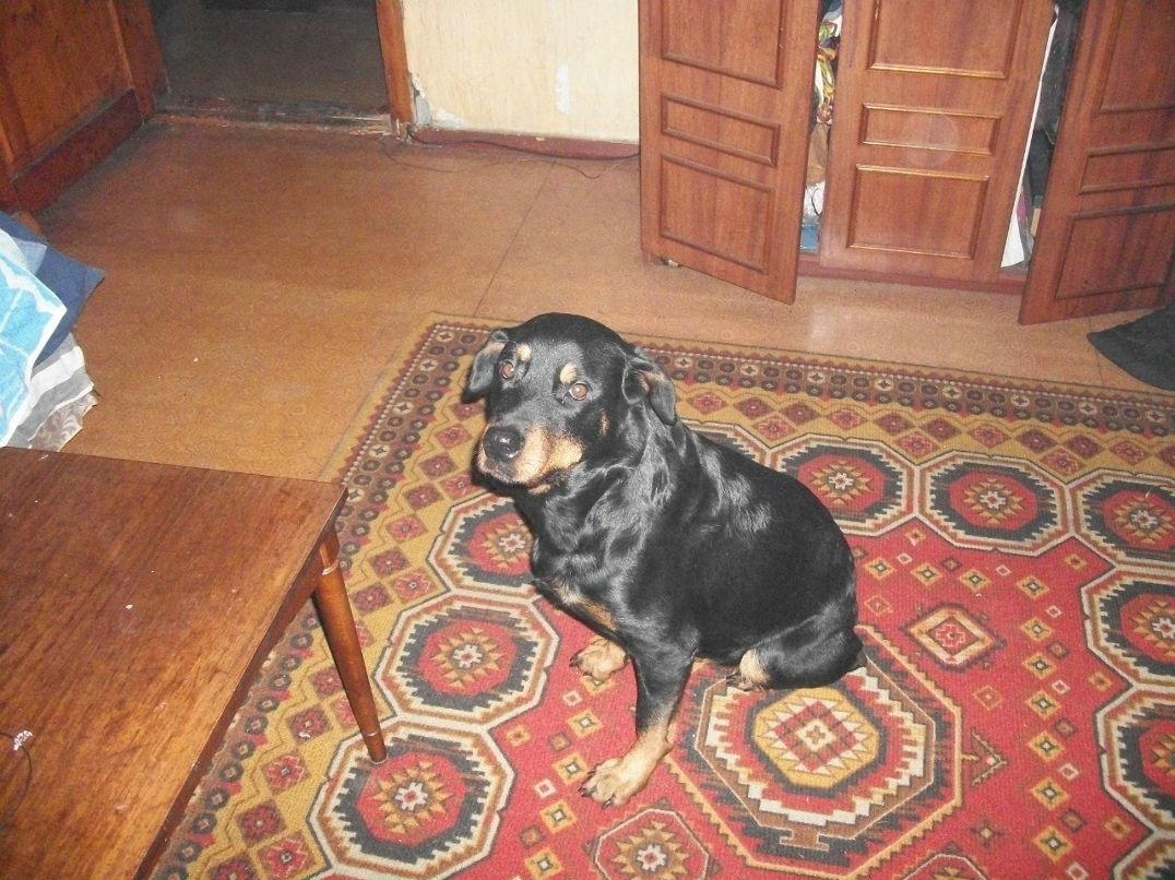 Роман Игнатовский | Каменское / Днепродзержинск