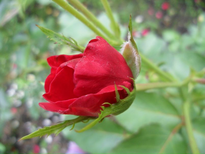 Наталия Власенко | Санкт-Петербург