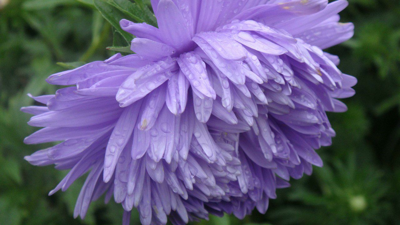 Светлана Колышева | Санкт-Петербург