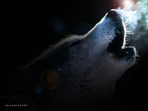 Ваня Намёткин JUDO | 