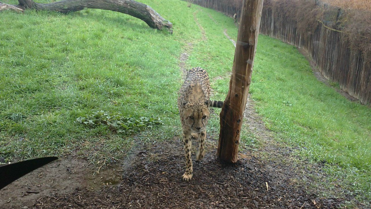 Егор Ульянов | Курган