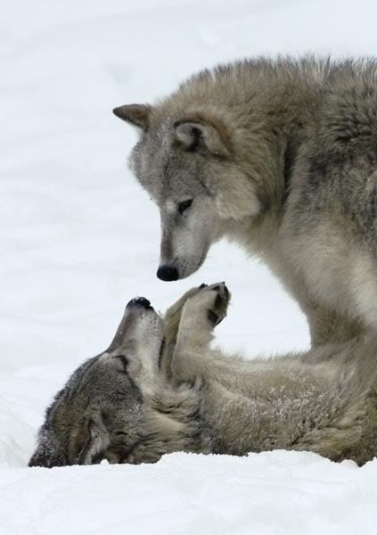 Анна Облакова 