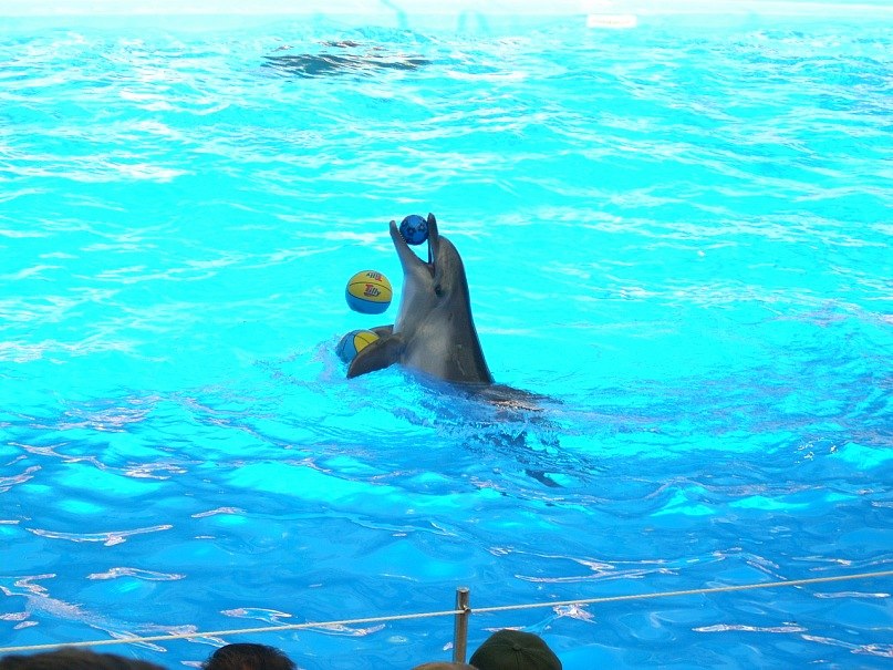 Александра Некрасова Кира | Днепр (Днепропетровск)