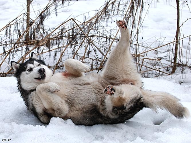 Milisa Brayn | Москва