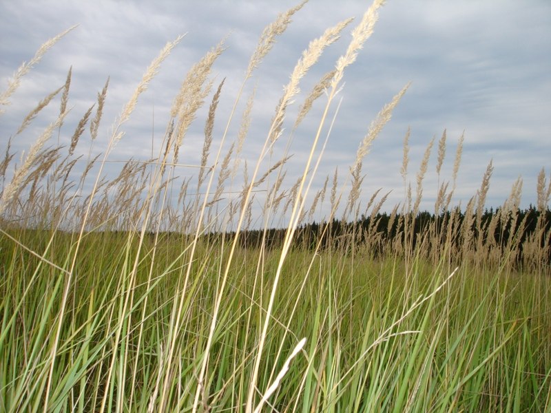 Мария Сарелайнен | Москва