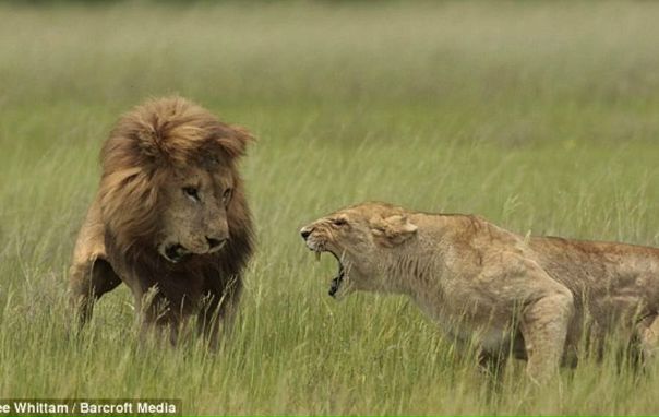 №93, Олег Шмалько, 42 года, Сыктывкар №93, Олег Шмалько, 42 года, Сыктывкар