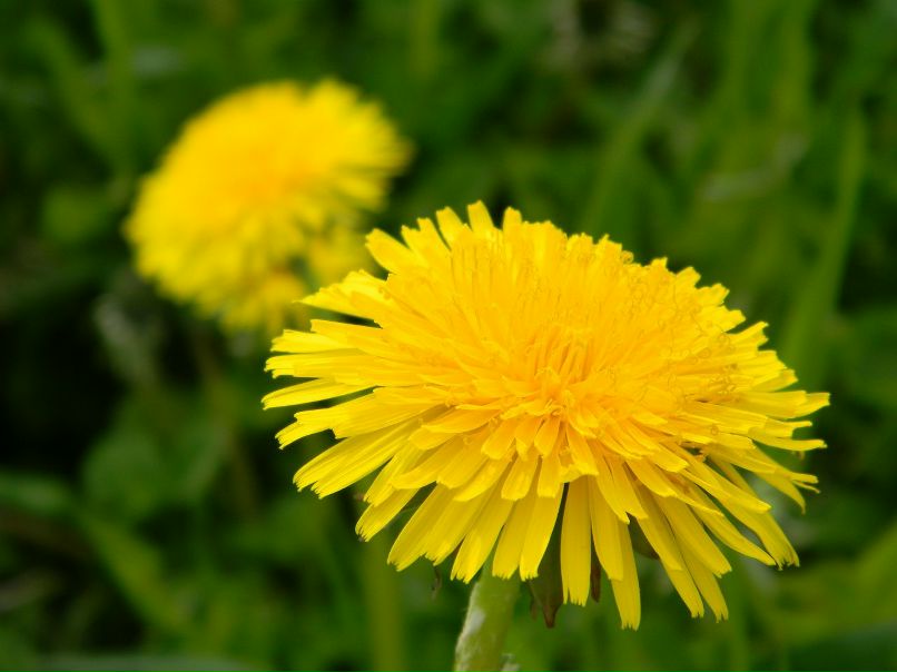 Ирина Малина | 