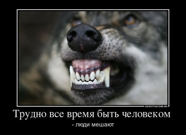 Tirpiz Tirpiz | Львов