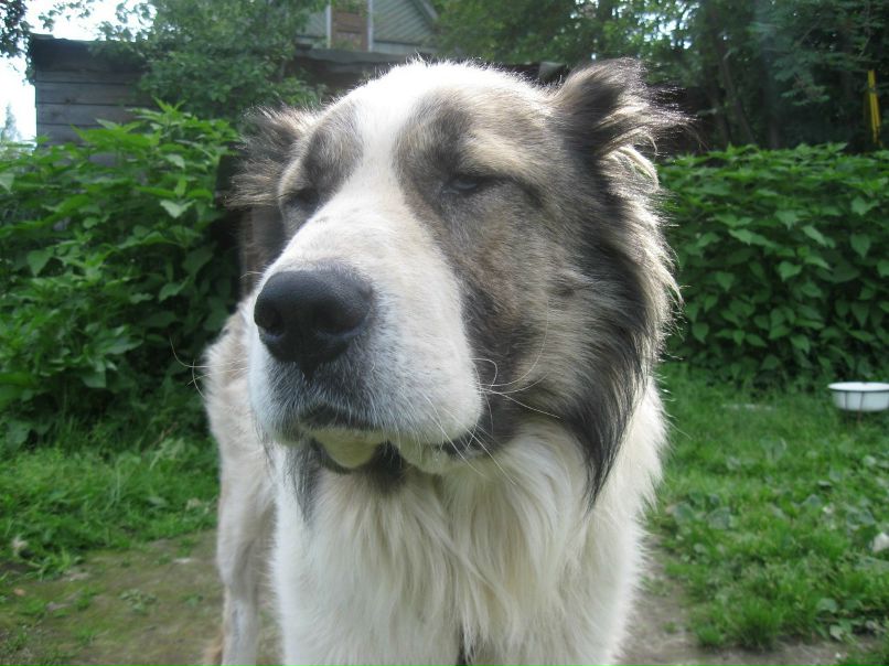 Сергей Соколов 