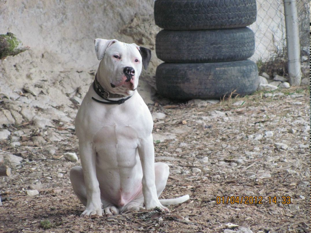 Макс Шапарев | Киев