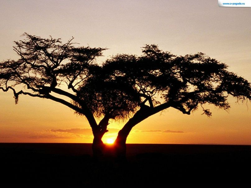 Фатина *** | Новосибирск