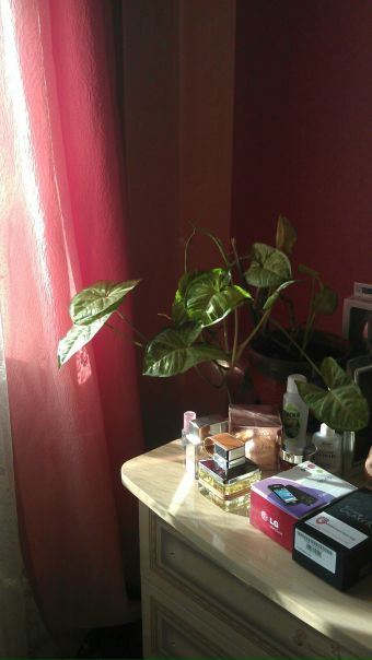 №2, Анна Маслова №2, Анна Маслова