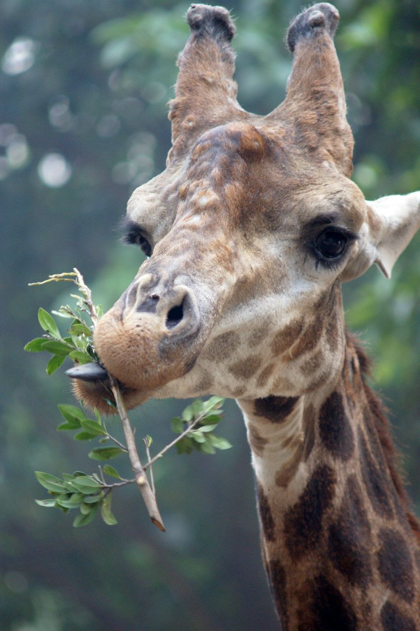 Elena Chernakova | Milano