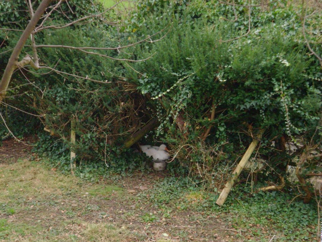 Raymond Adams | Perth