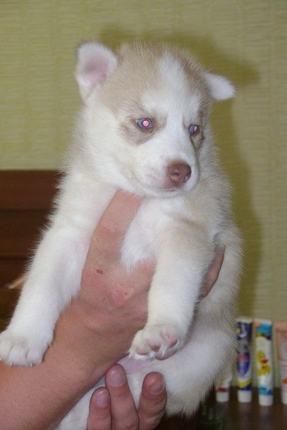 Тёма Михайлец | Кривой Рог