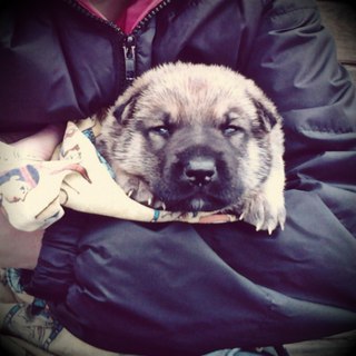 Елена Перхурова | Вельск