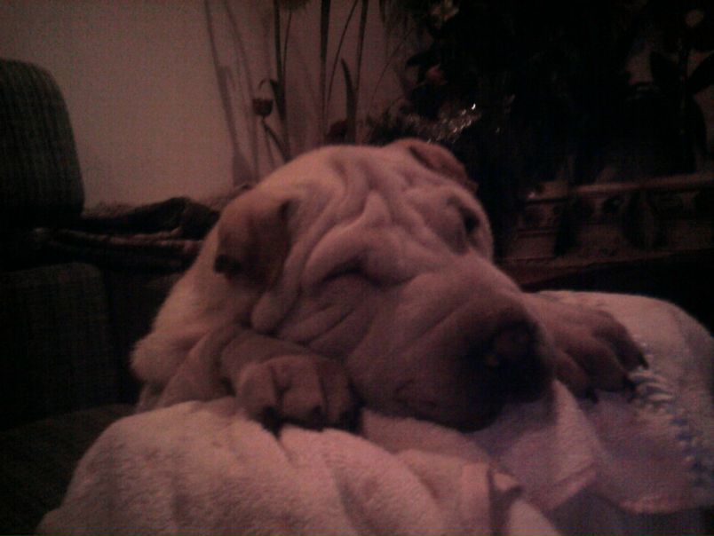 №37, Оля Токманенко, 34 года, Реховот №37, Оля Токманенко, 34 года, Реховот