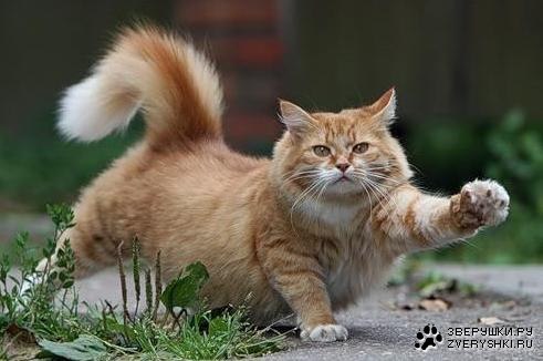 Ирина Кошлакова | Санкт-Петербург