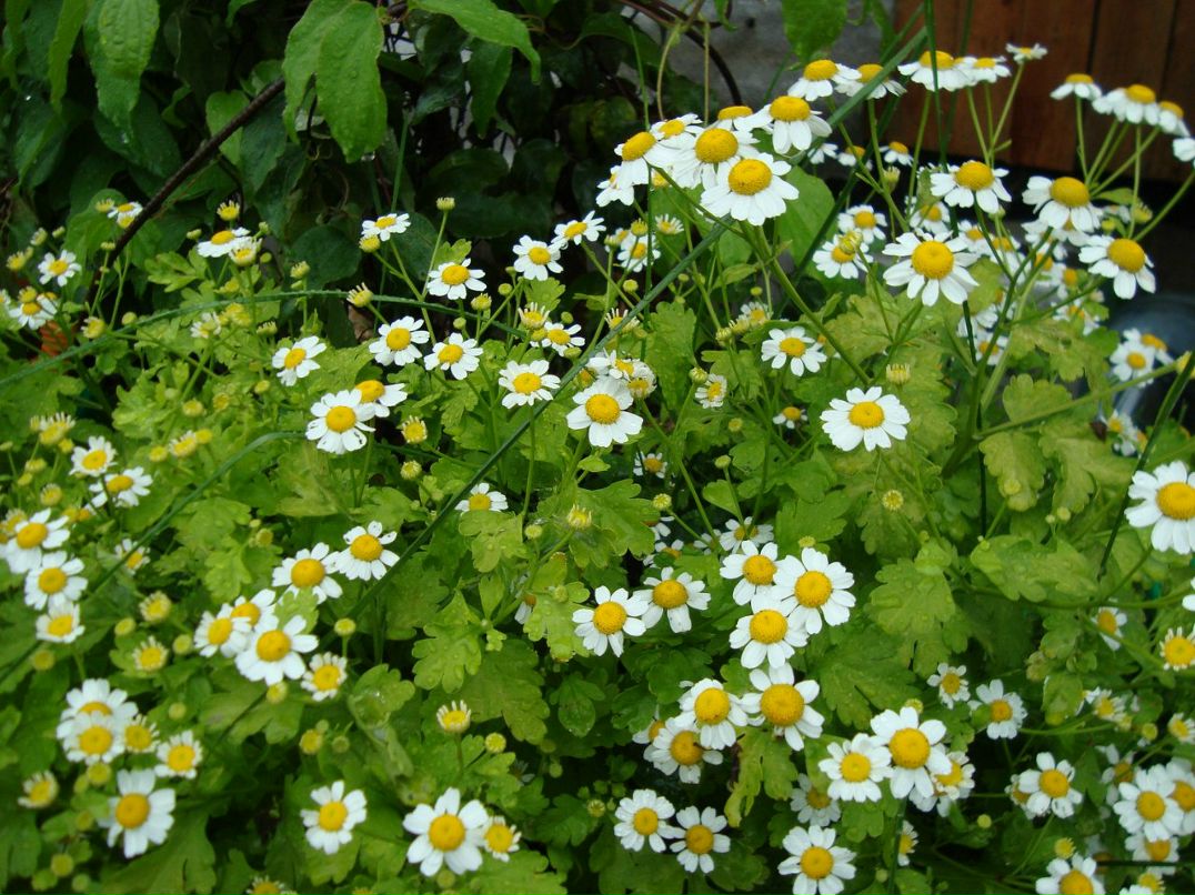 Димасик Педулло | Москва