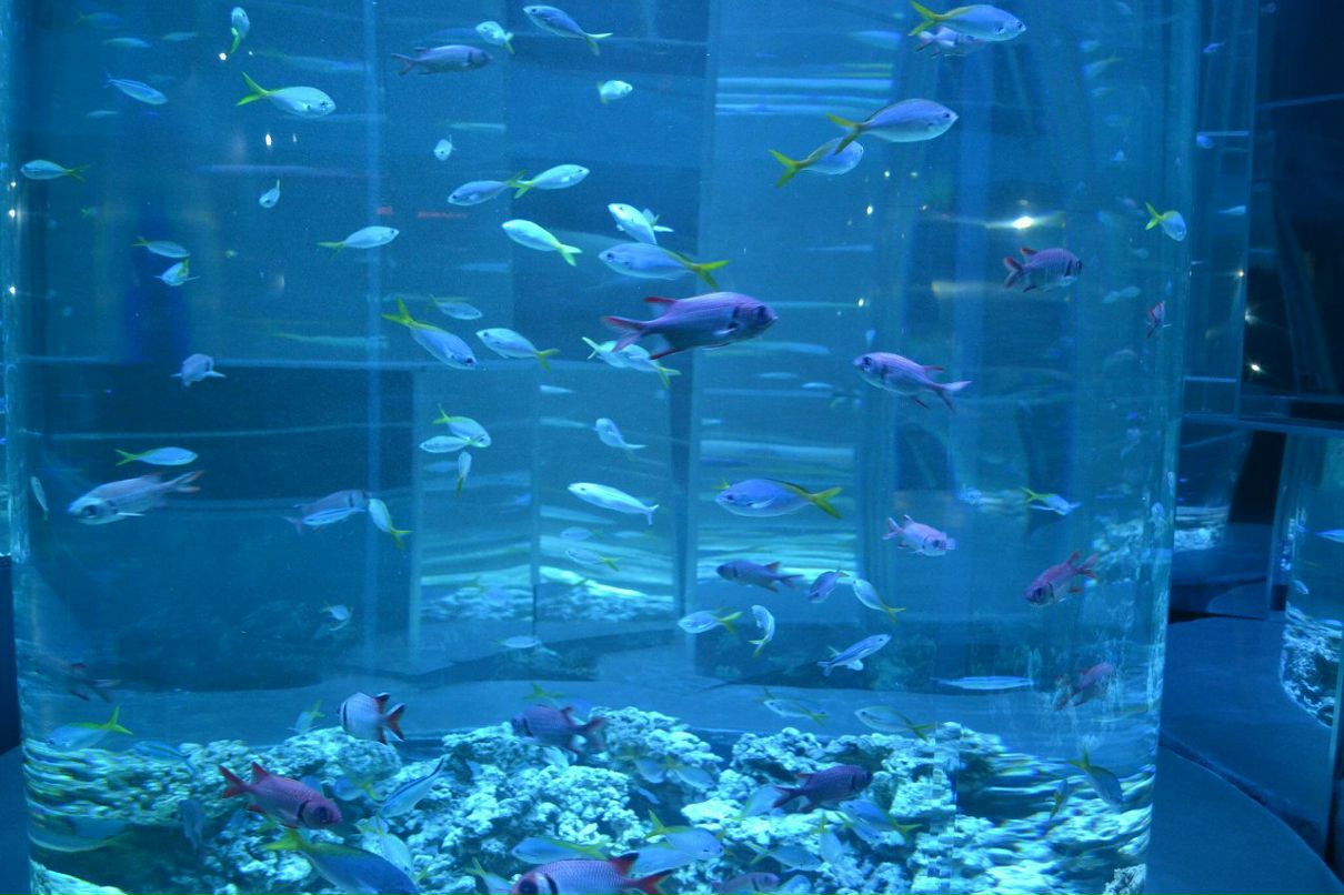 Елена Борыгина | Псков