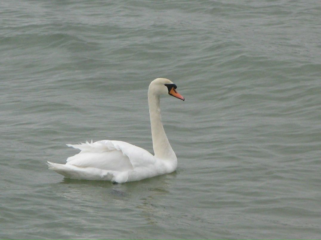 Елена Безлепкина | Санкт-Петербург