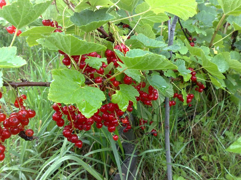 Александр Печенюк | Санкт-Петербург