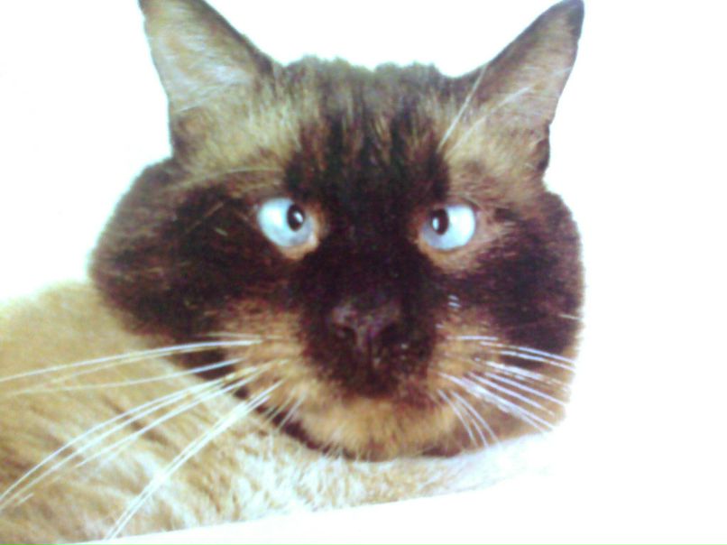 Дмитрий Альбрехт | Wolfsburg