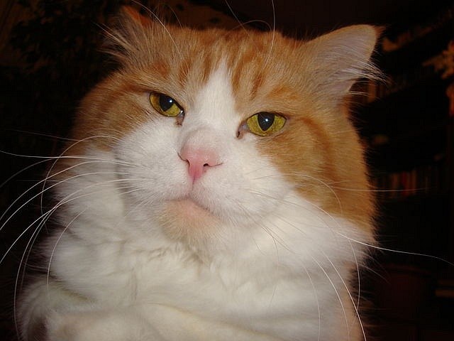 Ирина Колган | Ялта