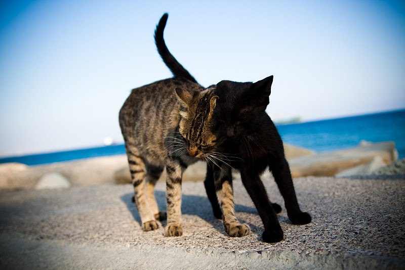 Жданова Алена Talamasca`ૐ | Щелково