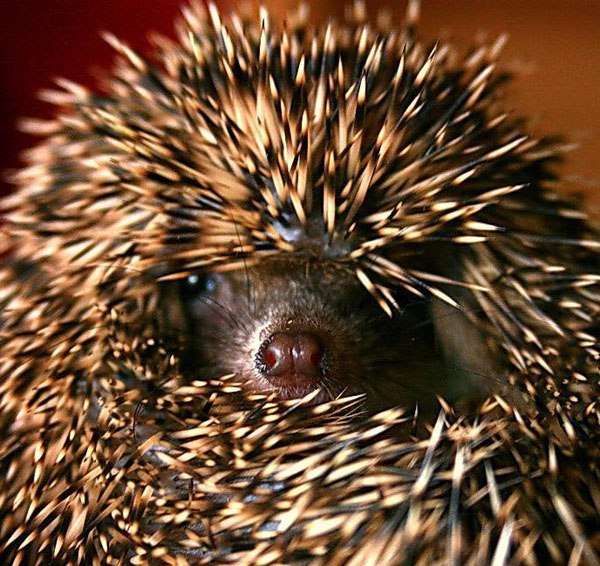 Ольга Поверенная | Каменское / Днепродзержинск