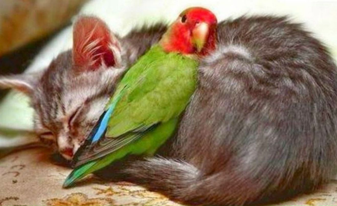 Галина Дмитрикова | Санкт-Петербург