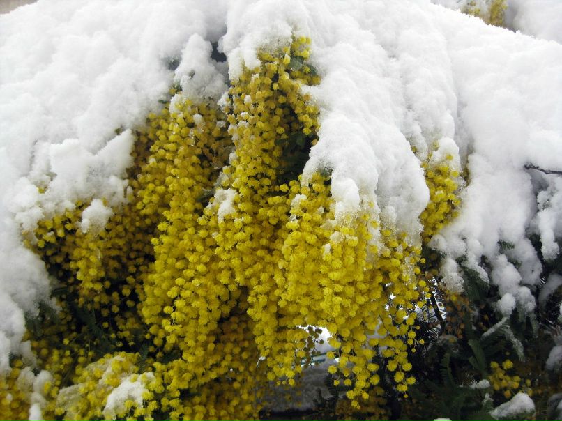 Елена Захарова | 