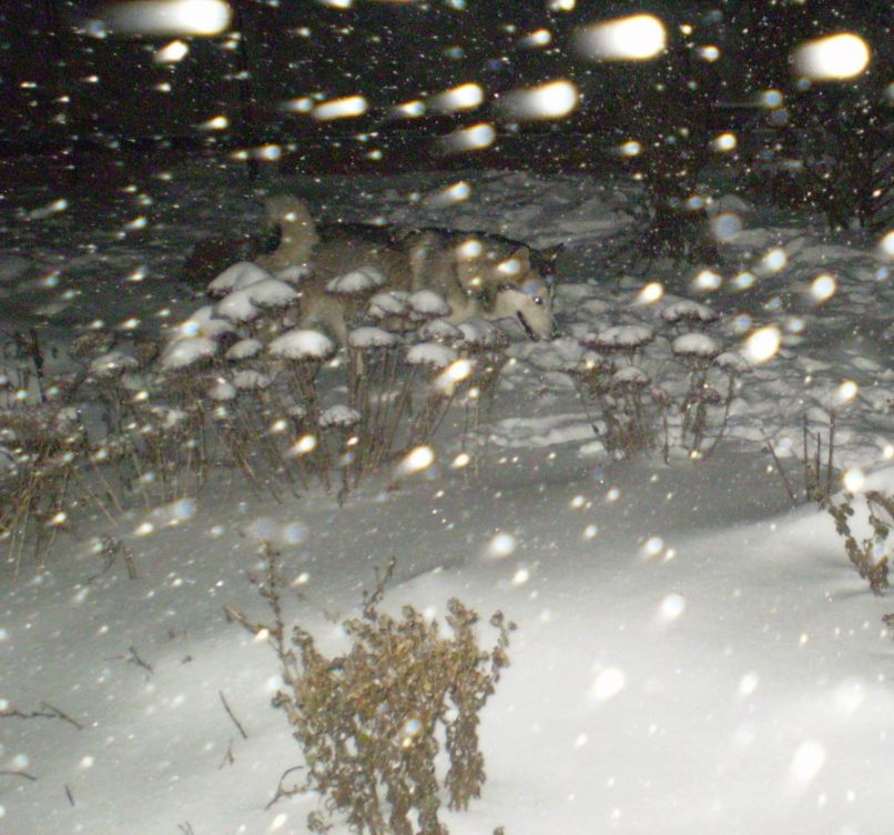 Ваня Нечеса | Каменское / Днепродзержинск