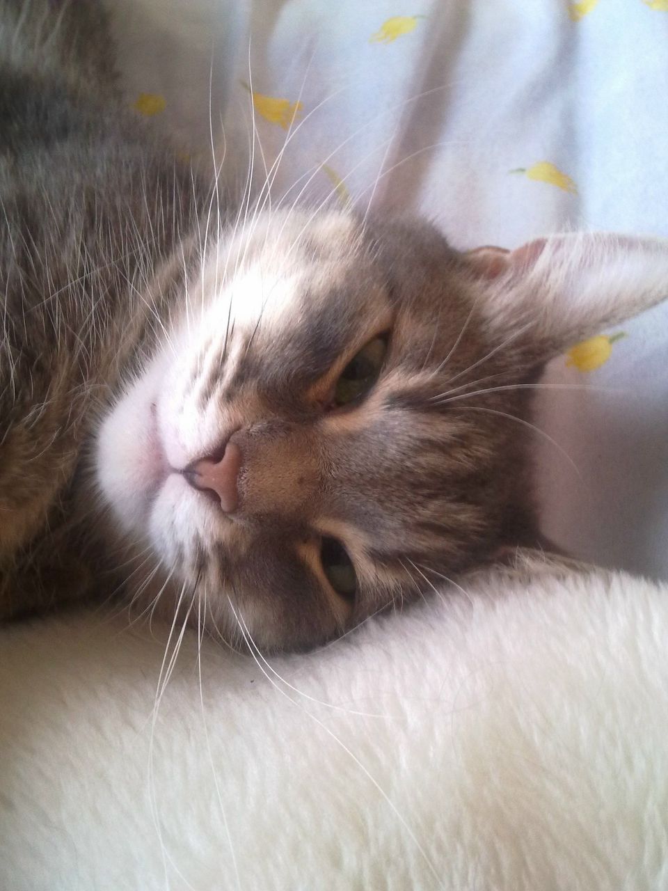 Алексей Колеущенко | Горловка