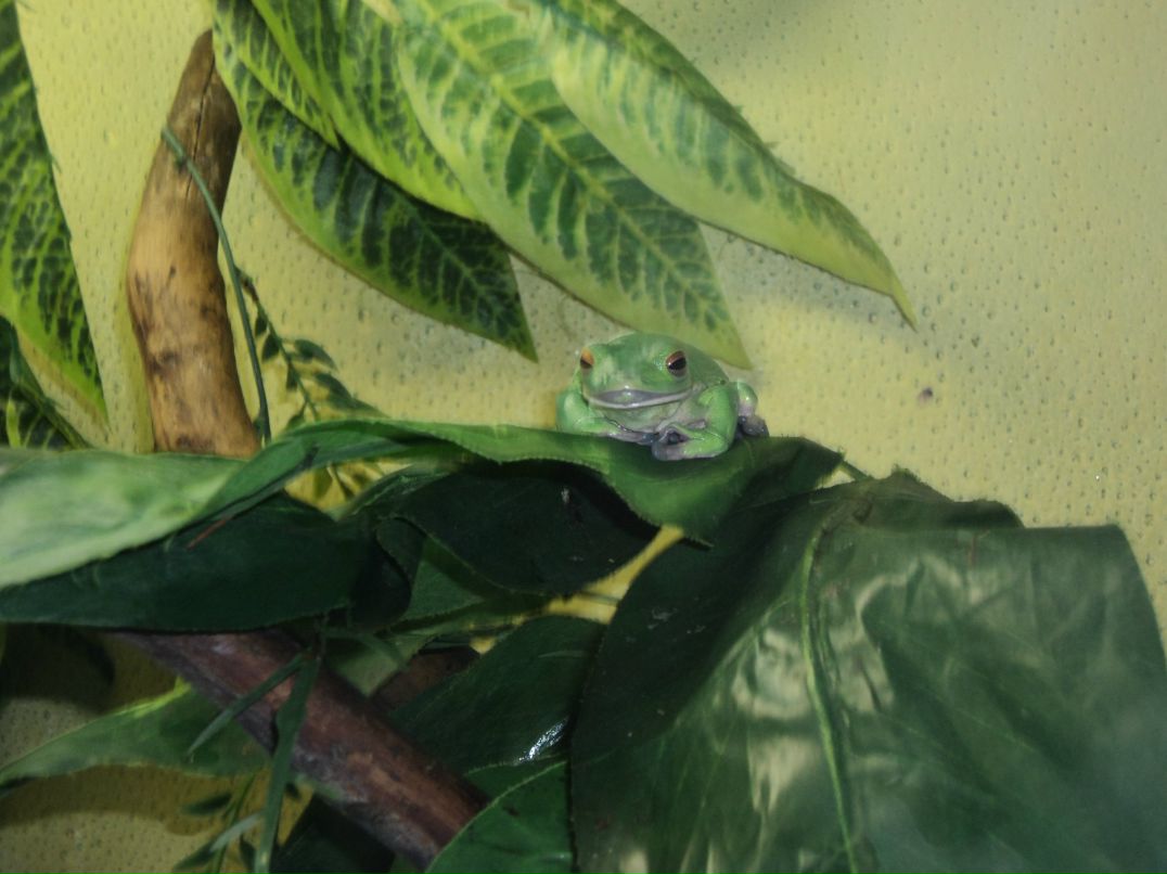 Вячеслав Трофимовский | Санкт-Петербург