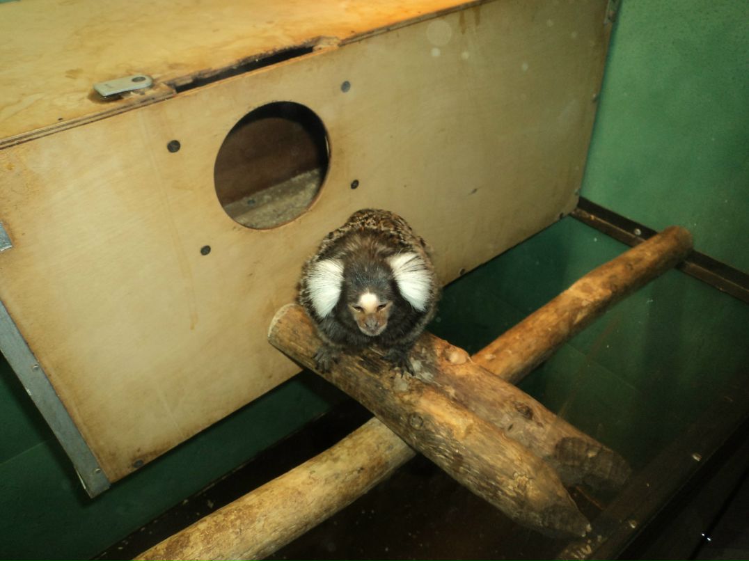 Вячеслав Трофимовский | Санкт-Петербург