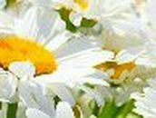 Ирина Гришина ॐღPеaCeღॐ | Москва